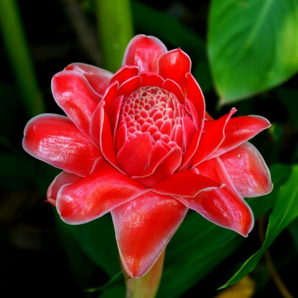Fleur Rose de Porcelaine Antilles