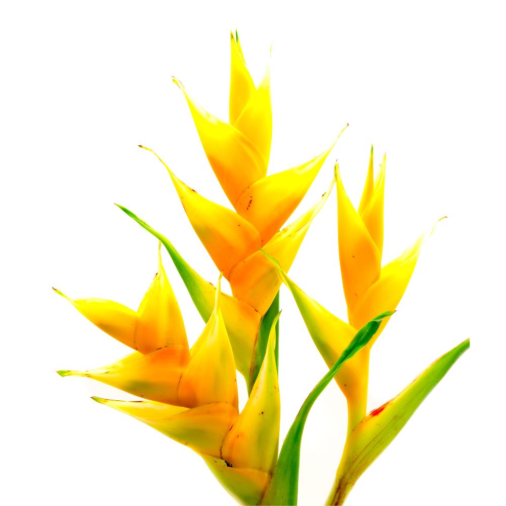 Fleur de Héliconia caribaea jaune - Balisier